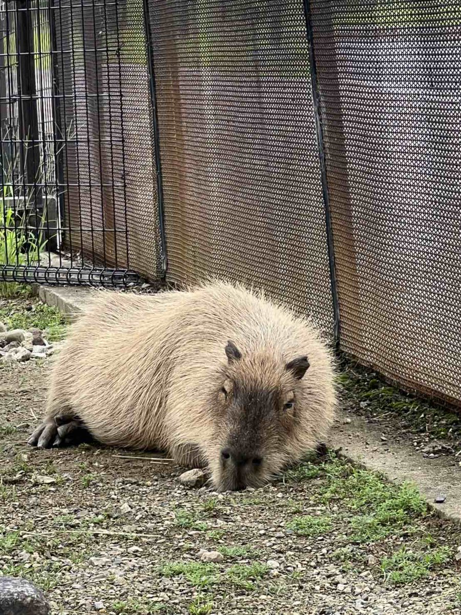 👉お腹いっぱいになってお昼寝しているカピバラのみいちゃん（♀）🥰 とっても気持ちよさそう…✨💤 どんな夢を見てるのでしょうか？？