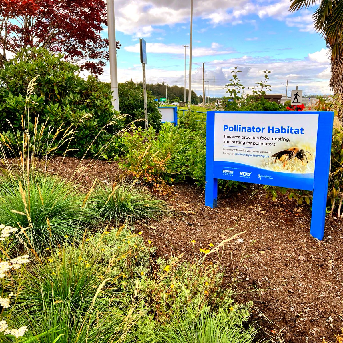 FlyYCD's tweet photo. Our pollinator habitat is all ready to go thanks to @Pollinators! We're looking forward to all the new growth and welcoming more pollinators to the airport. Might have to build a new runway for all of them! 🐝🦋

#PollinatorPartnershipCanada #FlyYCD #Pollinators #NativeSpecies https://t.co/zM1UD95zLi
