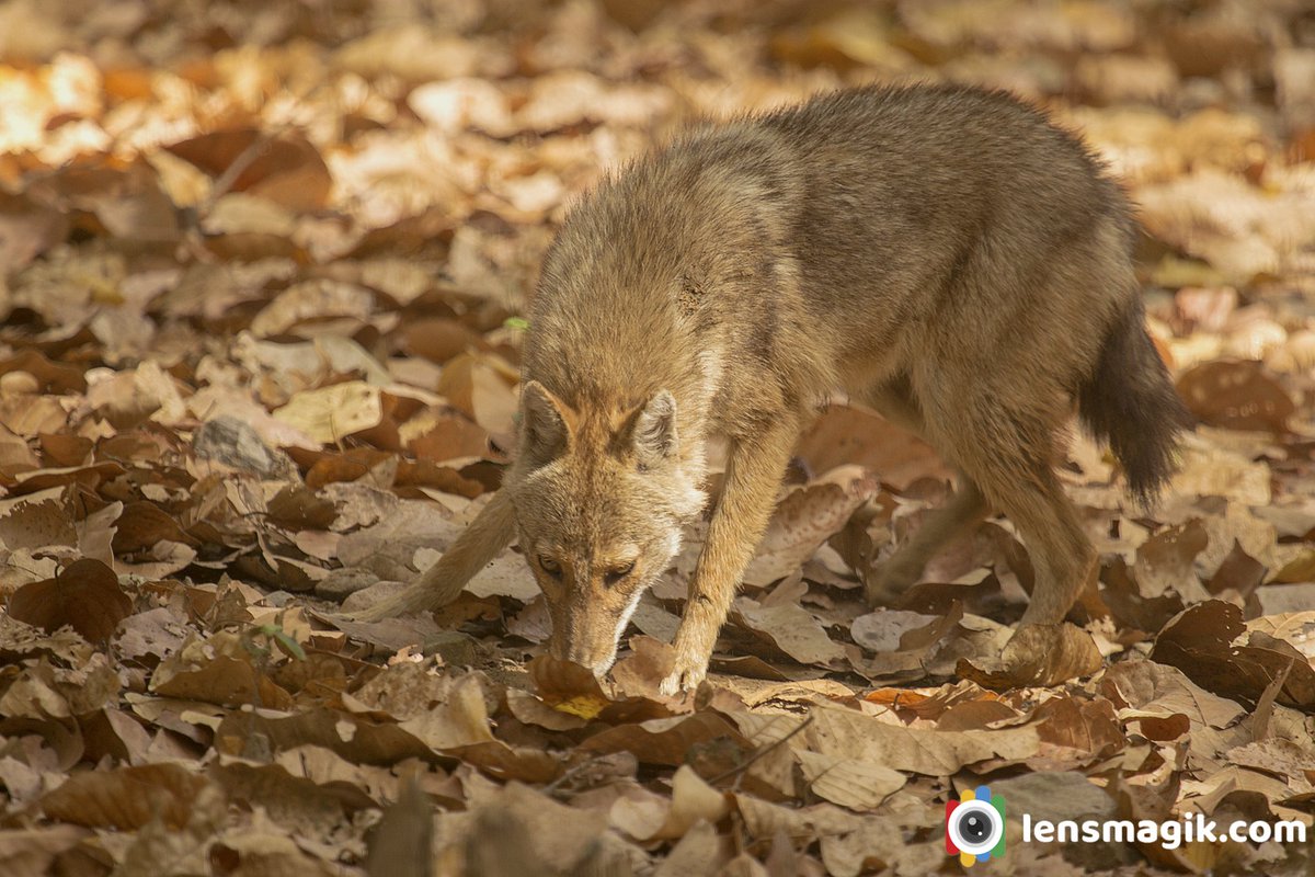 np_photographer's tweet photo. Golden Jackal https://t.co/hZwuo2NZKM Types of Jackal #goldenjackal #typesofjackal #jackalspices #goldenjackalindia #blackbackedjackal #jackalafrica #corbettnationalpark #mammals #jackalfurr https://t.co/SA85sIOTTX