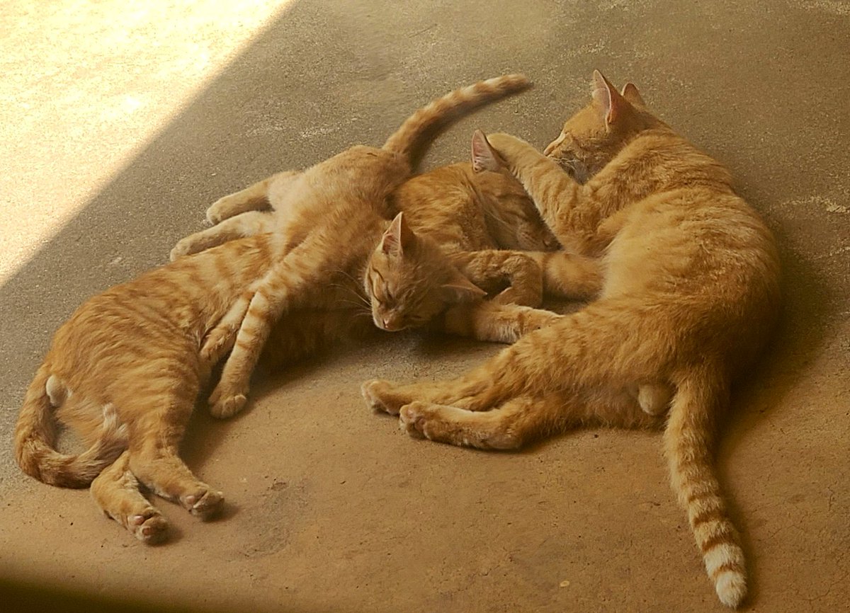 FlorenceRose 🌻🖤💙🌸🌿🌸🌿🌸🌿 🇪🇺 🐭😺 on Twitter "RT weirdlilguys what if we