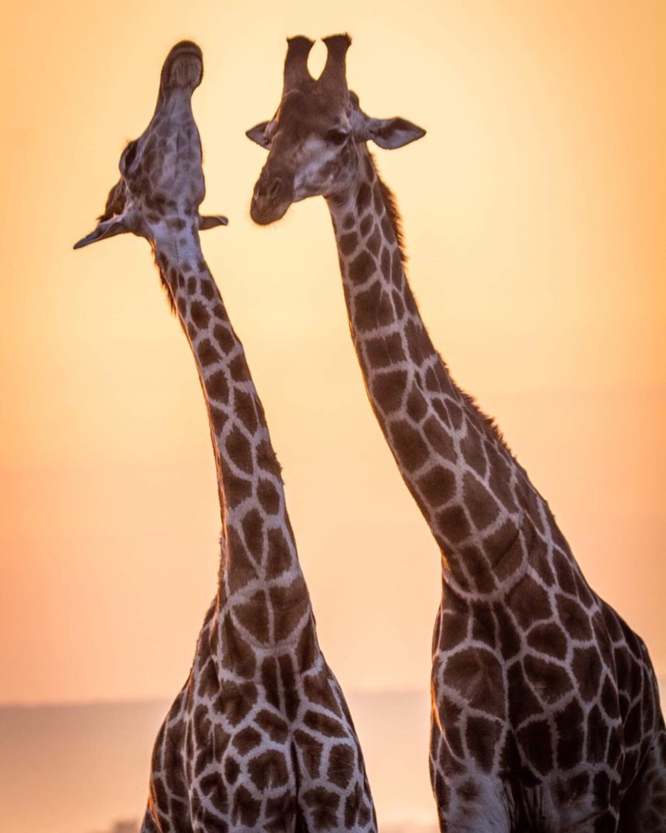 Some sexy giraffes 🦒 to start ur week. Just beautiful—