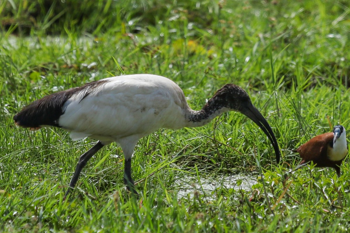 Data_BirdMan's tweet image. African Sacred Ibis (Threskiornis aethiopicus) with African Jacana (Actophilornis africanus)
𝐀𝐦𝐛𝐨𝐬𝐞𝐥𝐢 𝐍𝐚𝐭𝐢𝐨𝐧𝐚𝐥 𝐏𝐚𝐫𝐤, 𝐊𝐞𝐧𝐲𝐚

#TwitterNatureCommunity #TwitterNaturePhotography   #birds #Naturephography #birdwatching #Canon #canonphotography #birdphotography