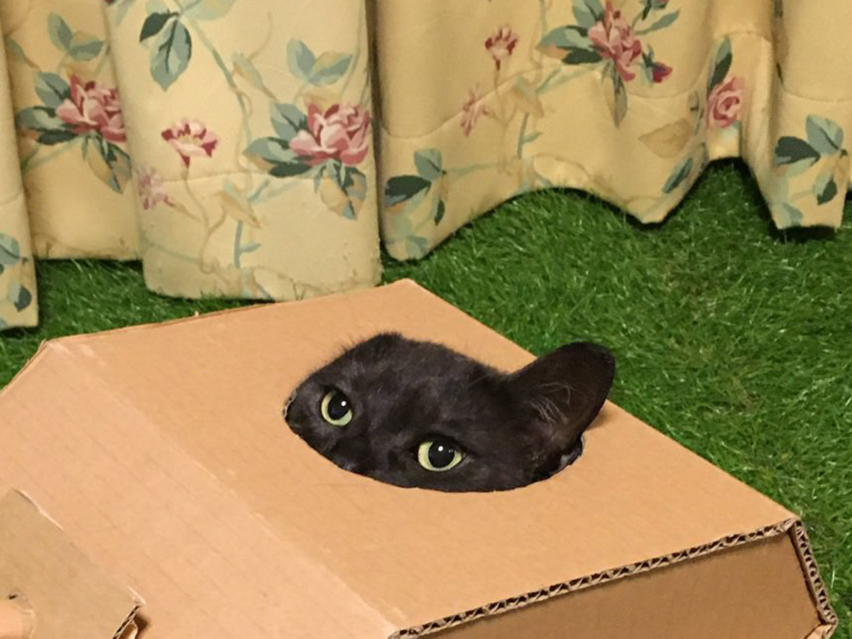 grapejapan's tweet photo. Cardboard artist’s miscalculation leads to cat becoming cutest military commander in Japan

https://t.co/s7g36iZb40

#cardboardbox #cat #militarycommander https://t.co/BJ25u7VZqC