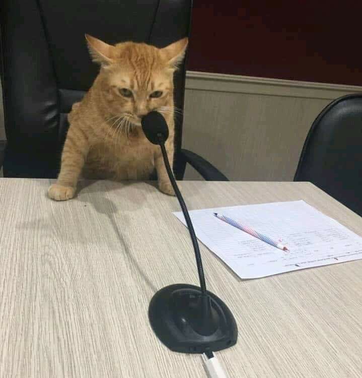 CatWorkers's tweet photo. https://t.co/c6klKUEIi3