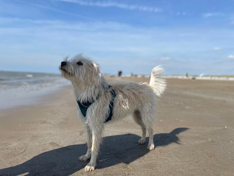 DierenAmsterdam's tweet image. Zoek je mee? Lobby wordt sinds gister vermist vanaf de #Amsteldijk en is gisteravond gezien op de #Kennedylaan #help #DogsOnTwitter