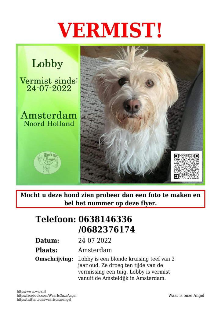 DierenAmsterdam's tweet image. Zoek je mee? Lobby wordt sinds gister vermist vanaf de #Amsteldijk en is gisteravond gezien op de #Kennedylaan #help #DogsOnTwitter
