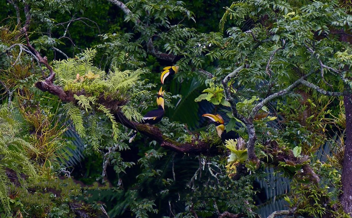 Amazing_Yunnan's tweet photo. A couple of great #hornbills were spotted feeding the baby in a tree of SW #Yunnan. The #bird is under first-class protection in China. https://t.co/Q7qCHyVoS5
