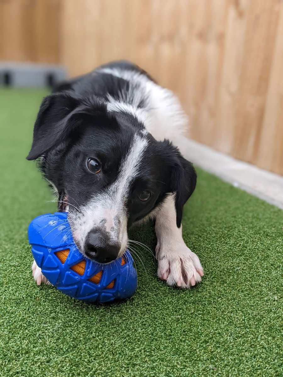 DT_Leeds's tweet photo. Itβs #Monday, Harlow has his favourite toyβ¦ itβs the perfect start to the week! π
Meet him π https://t.co/KnJtbXhPjT
#rescuedog #collie #bordercollie #collielife #mondaymotivation #DogsofTwittter #happydog #adoptadog #adoptdontshop #rehome #ineedahome @DogsTrust https://t.co/naQgAhvOzf