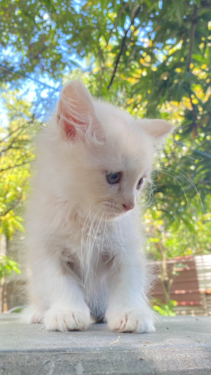 Medjieeeee's tweet photo. Female Pure Persian
2 months
Dm for inquiry
#catsph #catph #catphilippines https://t.co/2wruijh8aU