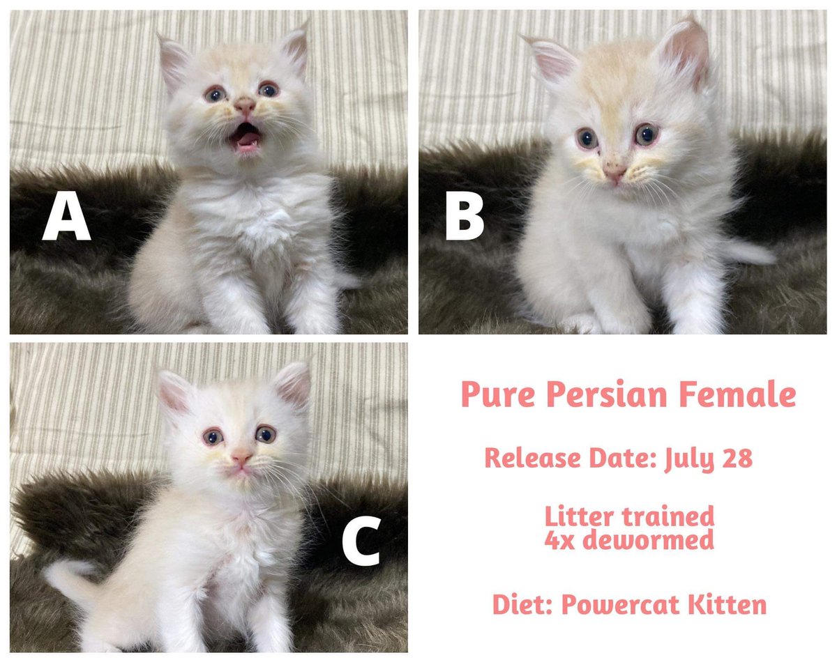 Medjieeeee's tweet photo. Female Pure Persian
2 months
Dm for inquiry
#catsph #catph #catphilippines https://t.co/2wruijh8aU