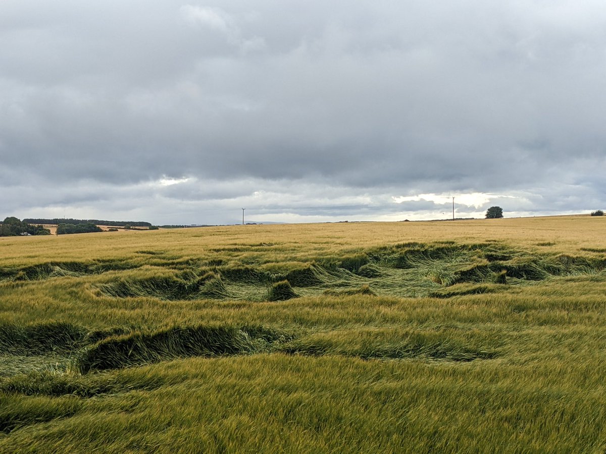 vaderbogger's tweet photo. 105kg/ha N.
Maybe the cover crop and the sheep grazing does bring something to the party after all. Stonking crop of #Laureate #MaltingBarley #HighlandGrain https://t.co/7HNFCfBOyc