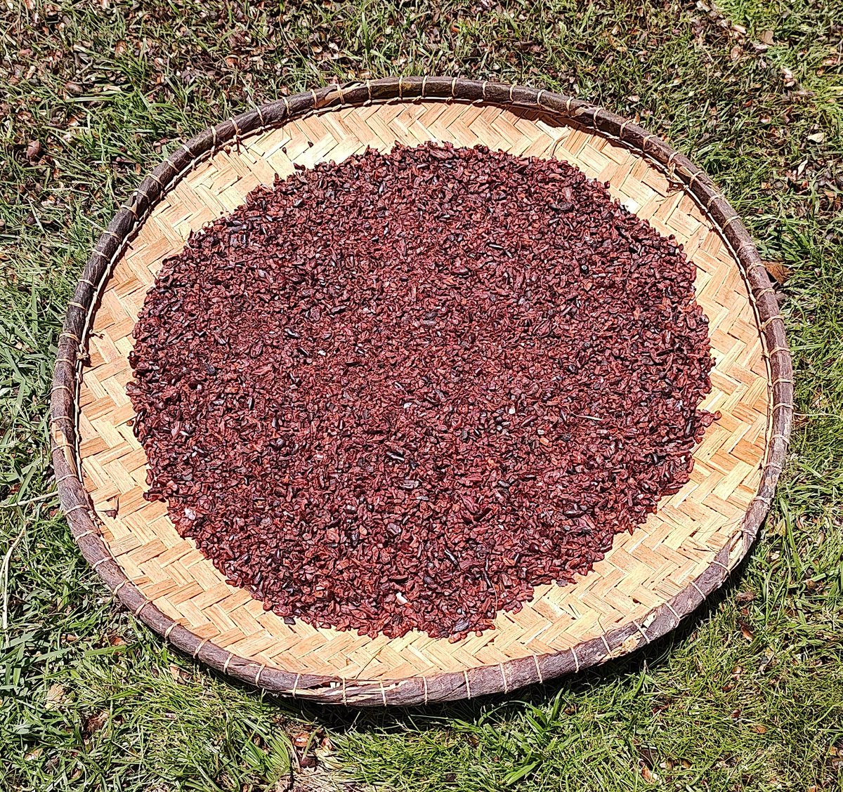 #Winnowing #Cacao