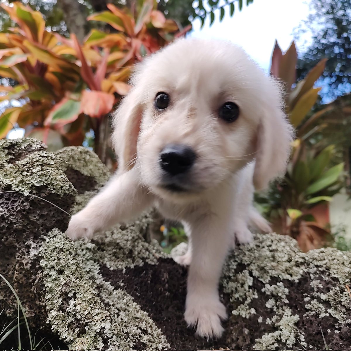 Zephyr at 8 weeks in the garden.