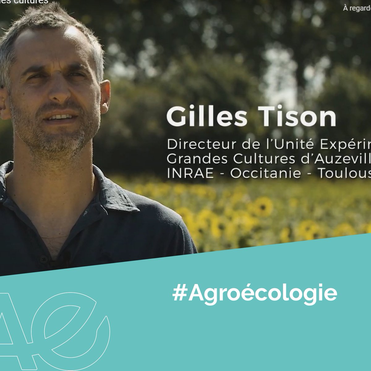 INRAE_Tlse's tweet photo. [#Agriculture ] Le projet IPHARD, vous connaissez ❓🤔
Piloté par @UEAuzeville &amp; financé par @Agri_Gouv, ce projet multi-partenaires a pour objectif de proposer des variétés de #soja et de #tournesol adaptées aux cultures en relai et en dérobé

En savoir ➕https://t.co/WhJonS4zI4 https://t.co/8TvvN4D330