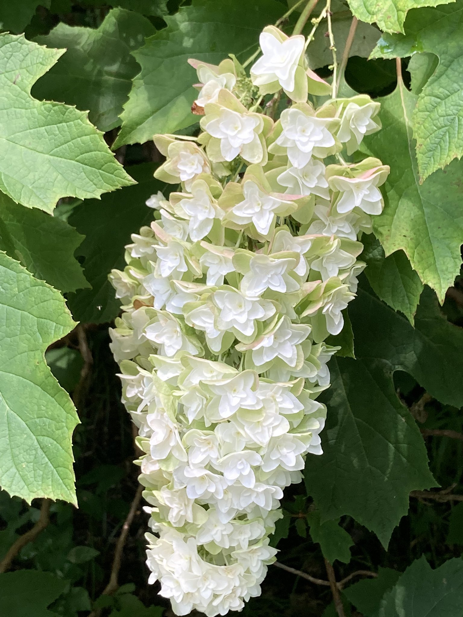 Mikujuno Shobud 昨日の撮影分からです あじさい園にて 様々な種類の花が咲いていましたが これも紫陽花 だそうです 花が房の様になっています ヤエカシワバアジサイ 八重柏葉紫陽花 葉っぱも通常の紫陽花と違いますね T Co Actbve2wsp Mikujuno Shobud 昨日の撮影分からです あじさい園にて 様々な種類の花が咲いていましたが これも紫陽花 だそうです 花が房の様になっています ヤエカシワバアジサイ 八重柏葉紫陽花 葉っぱも通常の紫陽花と違いますね T Co Actbve2wsp