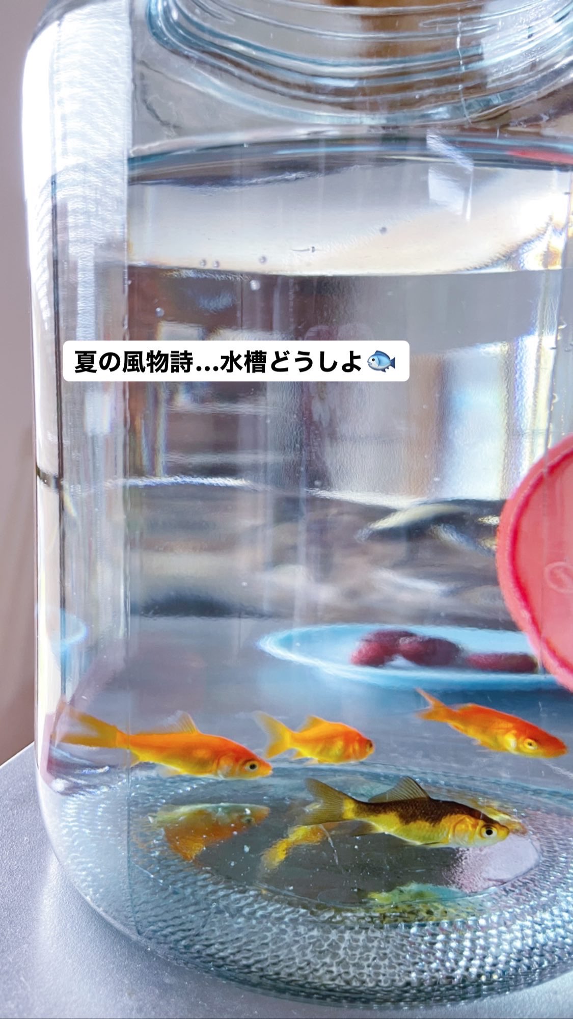 たかまつかなえ もしかしたらすぐ になってしまう可能性も と思いひとまず瓶で塩水浴してもらっている金魚すくいbro が 思いのほか元気そう 大人しく水槽買ってくっかー T Co Kclvdmx7ri Twitter