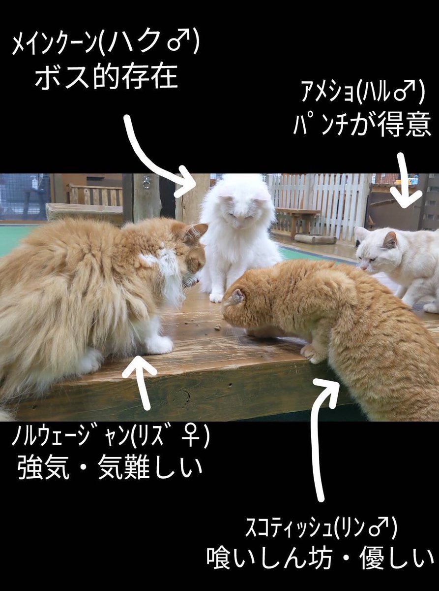最後の一粒のキャットフードを見つめる猫たちの動画 猫にも遠慮する気持ちがあるんか 言い知れぬ緊張感が ショートコントできそう Togetter