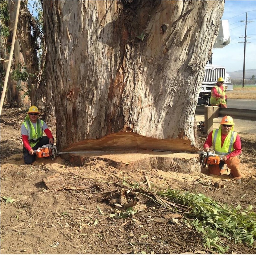 Follow her/his instagram for more post
#logger #logging #treecutting #arboristVia <a href="/atlas/">Stripe Atlas</a>.tree