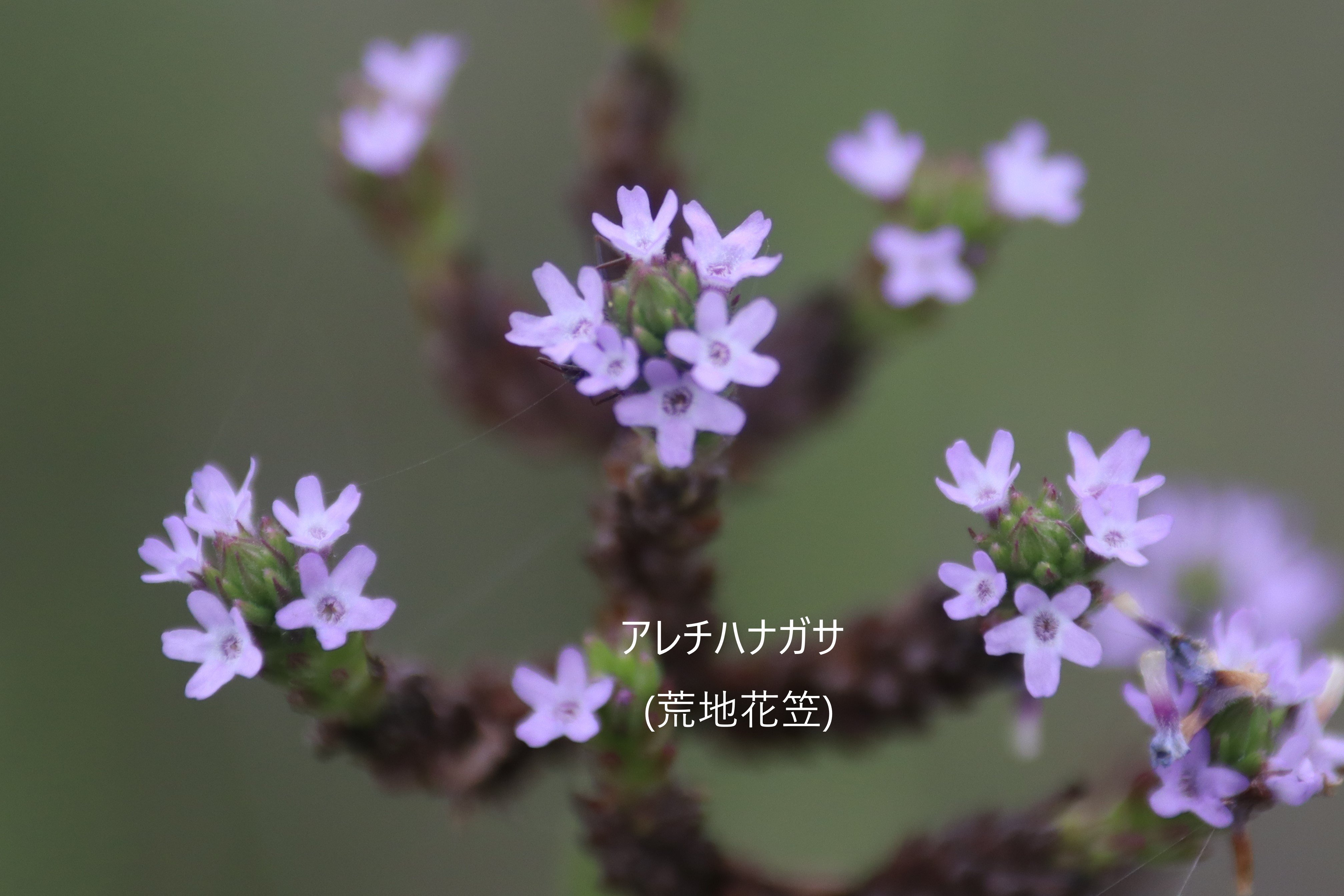 国体栃木市 市内情報 渡良瀬遊水地 荒地の名がつく 橋の側道で見つけた アレチハナガサ 荒地花笠 クマツヅラ科 薄紫色の花は 星がキラキラ 彡しているみたいにも見える いちご一会とちぎ国体 いちご一会とちぎ大会 国体栃木市 栃木市