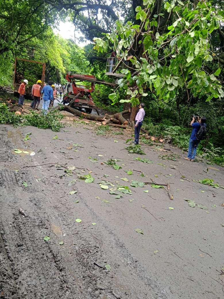 SaveMumbaifore1's tweet photo. Visuals shared by Aarey locals..

Tree cut has began in Aarey despite there being a stay on any kind of tree cut in Aarey hon'ble Supreme court of India..
Isn't this a violation of SC's order &amp; also a brutal sinister act to destroy Aarey?
@CMOMaharashtra 
#SaveAareyForest https://t.co/g1rwSOthkY