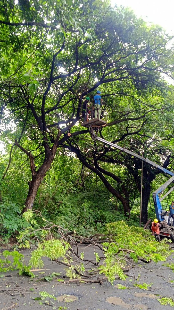 SaveMumbaifore1's tweet photo. Visuals shared by Aarey locals..

Tree cut has began in Aarey despite there being a stay on any kind of tree cut in Aarey hon'ble Supreme court of India..
Isn't this a violation of SC's order &amp; also a brutal sinister act to destroy Aarey?
@CMOMaharashtra 
#SaveAareyForest https://t.co/g1rwSOthkY