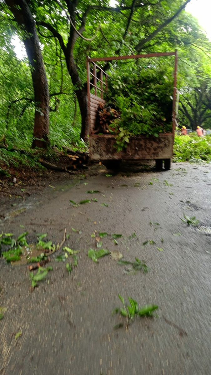 SaveMumbaifore1's tweet photo. Visuals shared by Aarey locals..

Tree cut has began in Aarey despite there being a stay on any kind of tree cut in Aarey hon'ble Supreme court of India..
Isn't this a violation of SC's order &amp; also a brutal sinister act to destroy Aarey?
@CMOMaharashtra 
#SaveAareyForest https://t.co/g1rwSOthkY