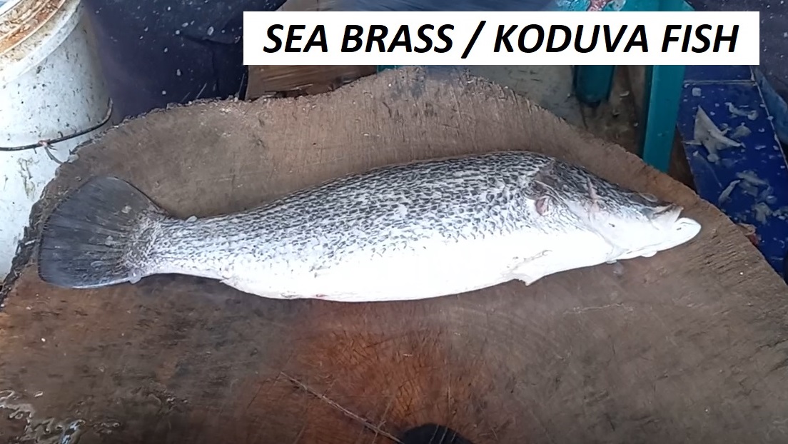 PaulK33039356's tweet photo. Sea Bass / Koduva fish cutting and cleaning in Chennai Fish Market
#fish #fishing #FishingGirls #fishinglife #fishingislife #fishcutting #fishfillet #fishchopping #fishcleaning
https://t.co/4gWBqwhWPg
Also visit us at https://t.co/VHcCAi9YvP https://t.co/iTyK18oNEJ