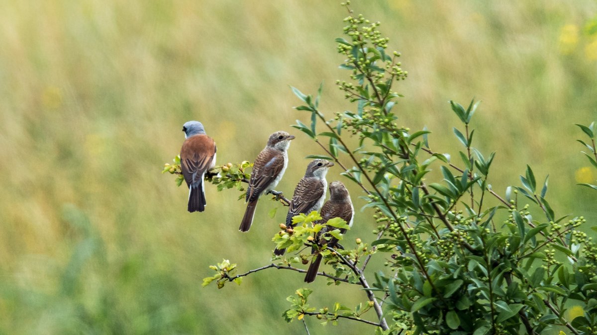 BirdLifeLU's tweet photo. Guter Bruterfolg beim Neuntöter: Der #Neuntöter liebt #Hecken und Büsche in extensiv genutzten Kulturlandschaften. Im Kanton #Luzern wurden an mehreren Stellen Familien beobachtet, so bei #Weggis, #Kriens, #Ruswil, #Schötz, #Willisau und #Flühli. Foto: Robert Hangartner https://t.co/qzVIxQ6M5V