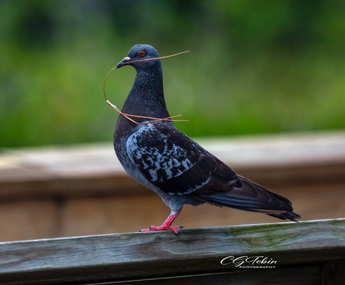 Rock pigeon hones his nest building skills. Regal on the rail #feather_perfection #nuts_about_birds #birds_captures #birds_private #1birdshot #bird_brilliance #birds_illife #birds_adored 
#kings_birds #ip_birds #your_best_birds 
#birds  #bestbirdshots #feature_wildlife #ip_birds