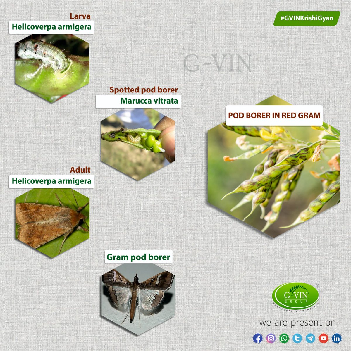 GvinGroupIndia's tweet photo. POD BORER IN RED GRAM
#GVINKrishiGyan #KrishiGyan #agriculture #pests #typesofpests #redgram #larva #podborer #farming #farmlife #pesticides #gvinproducts #gvingroup https://t.co/uFQkxCGfwH