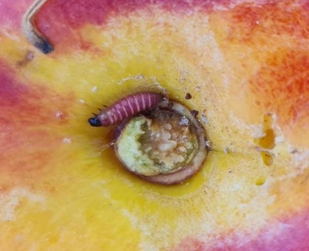 redfaragon's tweet photo. Deben vigilarse las parcelas de #melocotoneros #nectarinos #ciruelos y #albaricoqueros. Las larvas de la segunda generación de #Anarsia lineatella siguen causando daños tanto en brotes como en frutos. #insects #ATRIA @CoopsAgroARA @CITAAragon
Gracias A.Fandos https://t.co/LasqMCMpwY