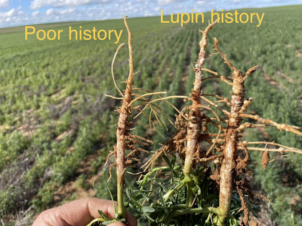 Matt Witney tweet media