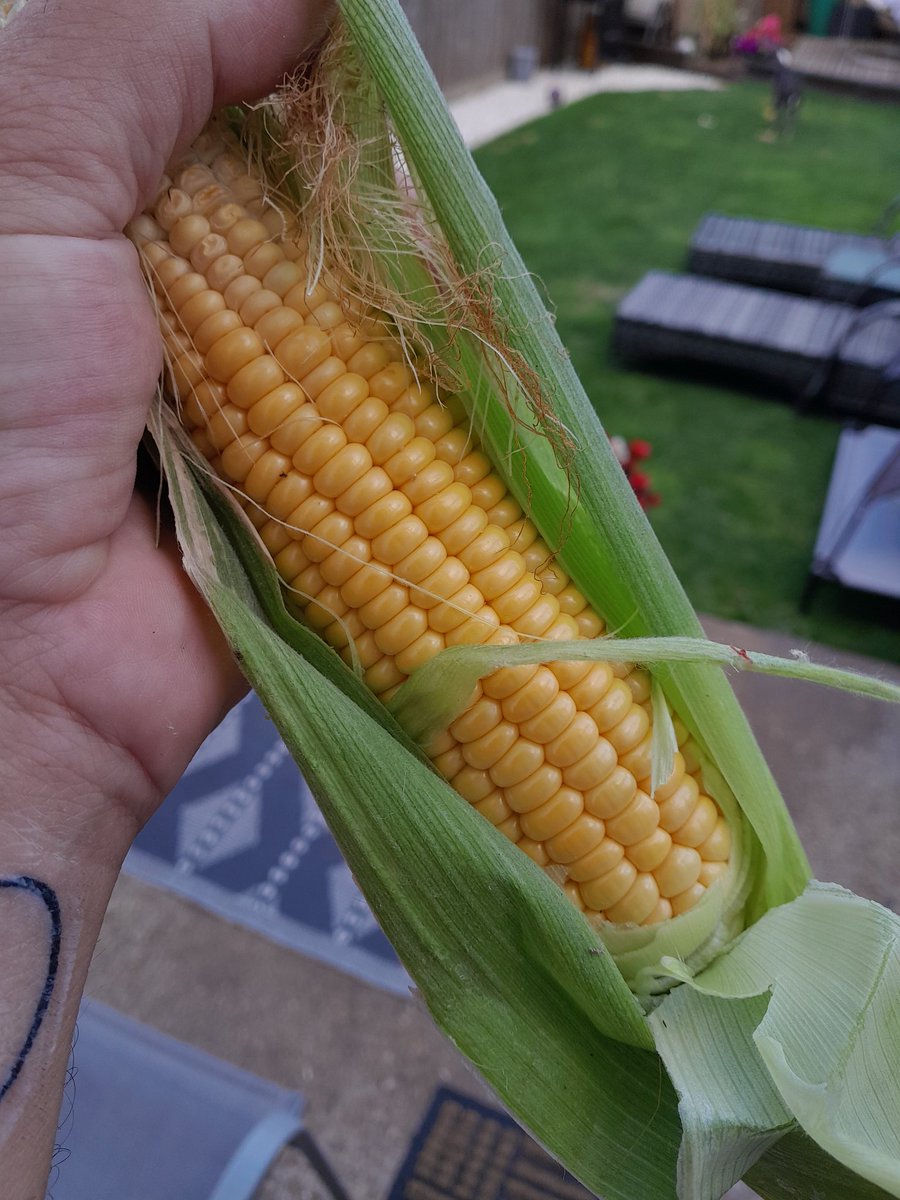 First one ! 🌽 #nocookingrequired #breakfast #allotment #greatsummer