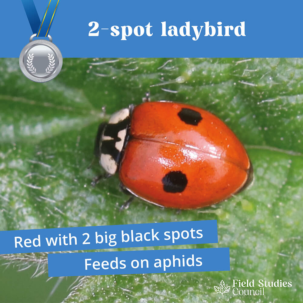 FieldStudiesC's tweet photo. 📣 Summer Photo Competition📣
🌿 Share your nature finds and tag the photo with #FSCFinds!
Todays slightly harder find is the 2 spot ladybird!
Play along to enter to win a Wildlife pack of your choice!
Competition Ts&Cs are here https://t.co/pa81r2i63I https://t.co/jUUtvgpB6a