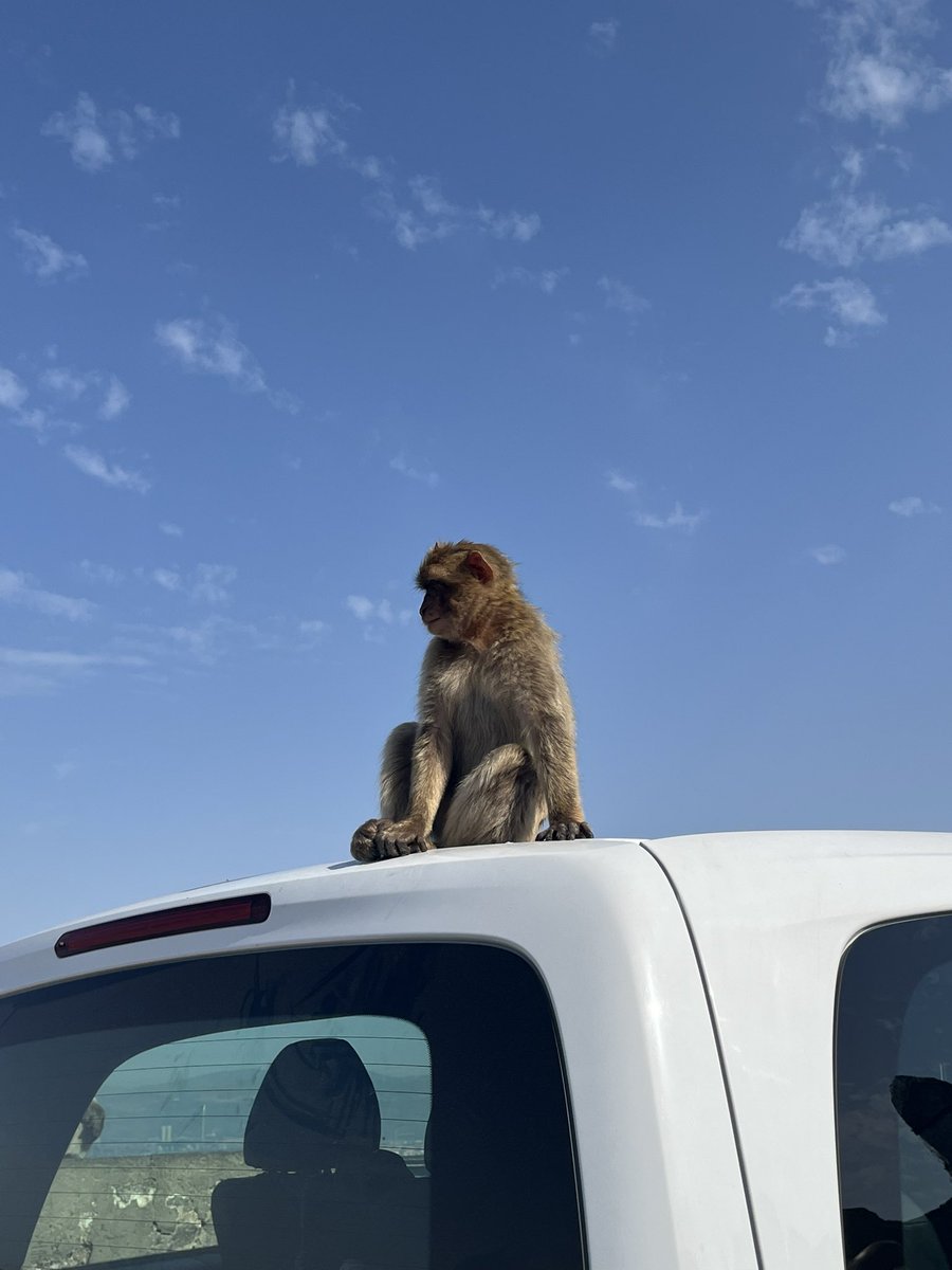 Rule #1 : Don’t touch the monkeys. 🙊