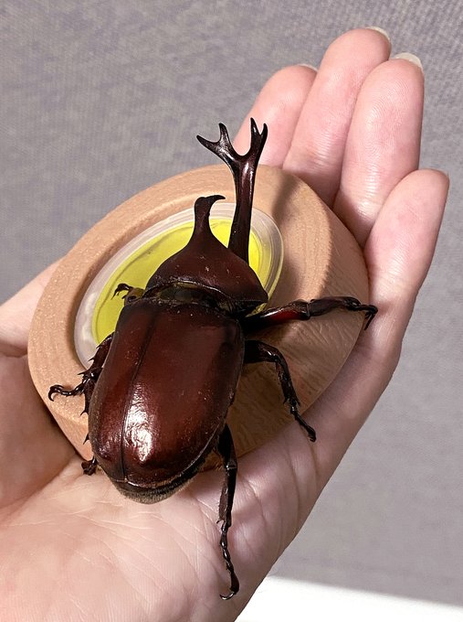 明け方ゴミ捨てに行くと道端にカブトムシが転がってる
確率が高いので、今年も栄養補給してから飛び立って
もらう為の休憩スポットを用意します。 