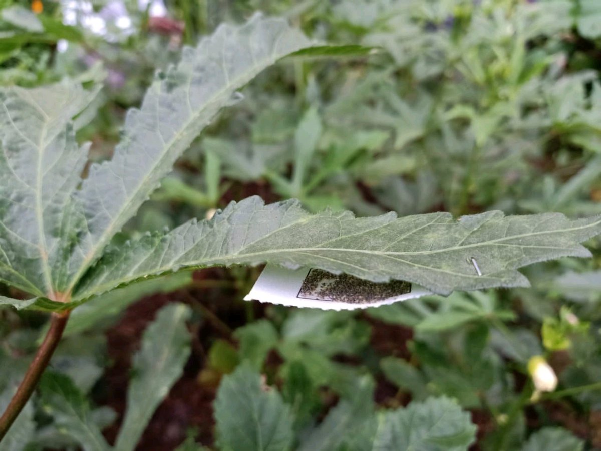 anshuman_corbet's tweet photo. A substitute of chemicals or synthetic pesticides is biological control.
#trichoderma
#trichogramma
@BrunerUnl @MSUEntomology https://t.co/YCcK0W9V1O