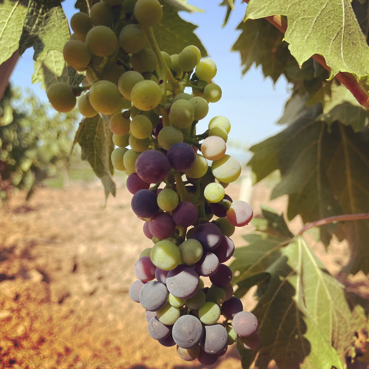 Celler Pascona 🍇🍷 (@pasconamontsant) on Twitter photo Molt bon dia família! Vinga amunt que ja es villuns! Al celler Pascona estem de verol! Ja tenim totes les varietats verolant! La ultima la carinyena!
.
<a href="/domontsant/">domontsant</a>
.
#bondia #villuns #cellerpascona #domontsant #verol #carinyena #viticultura #viticulture #vesaperelsteusomnis Molt bon dia família! Vinga amunt que ja es villuns! Al celler Pascona estem de verol! Ja tenim totes les varietats verolant! La ultima la carinyena!
.
<a href="/domontsant/">domontsant</a>
.
#bondia #villuns #cellerpascona #domontsant #verol #carinyena #viticultura #viticulture #vesaperelsteusomnis