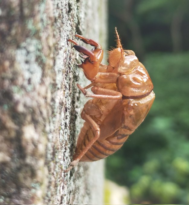 カマキリのtwitterイラスト検索結果