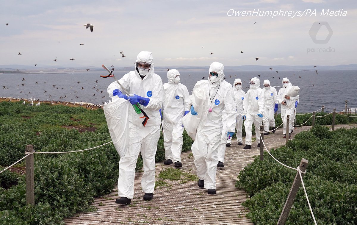 owenhumphreys1's tweet photo. I’ve been covering stories on the Farne Islands for over 20 years, but I’ve seen not seen scenes like this. The @nationaltrust invited me to document the impact the Avian Influenza is having on the islands killing 1000’s of sea birds. story @PA by @tommywilkinson @ChronicleLive https://t.co/Jo3HI4eVLX