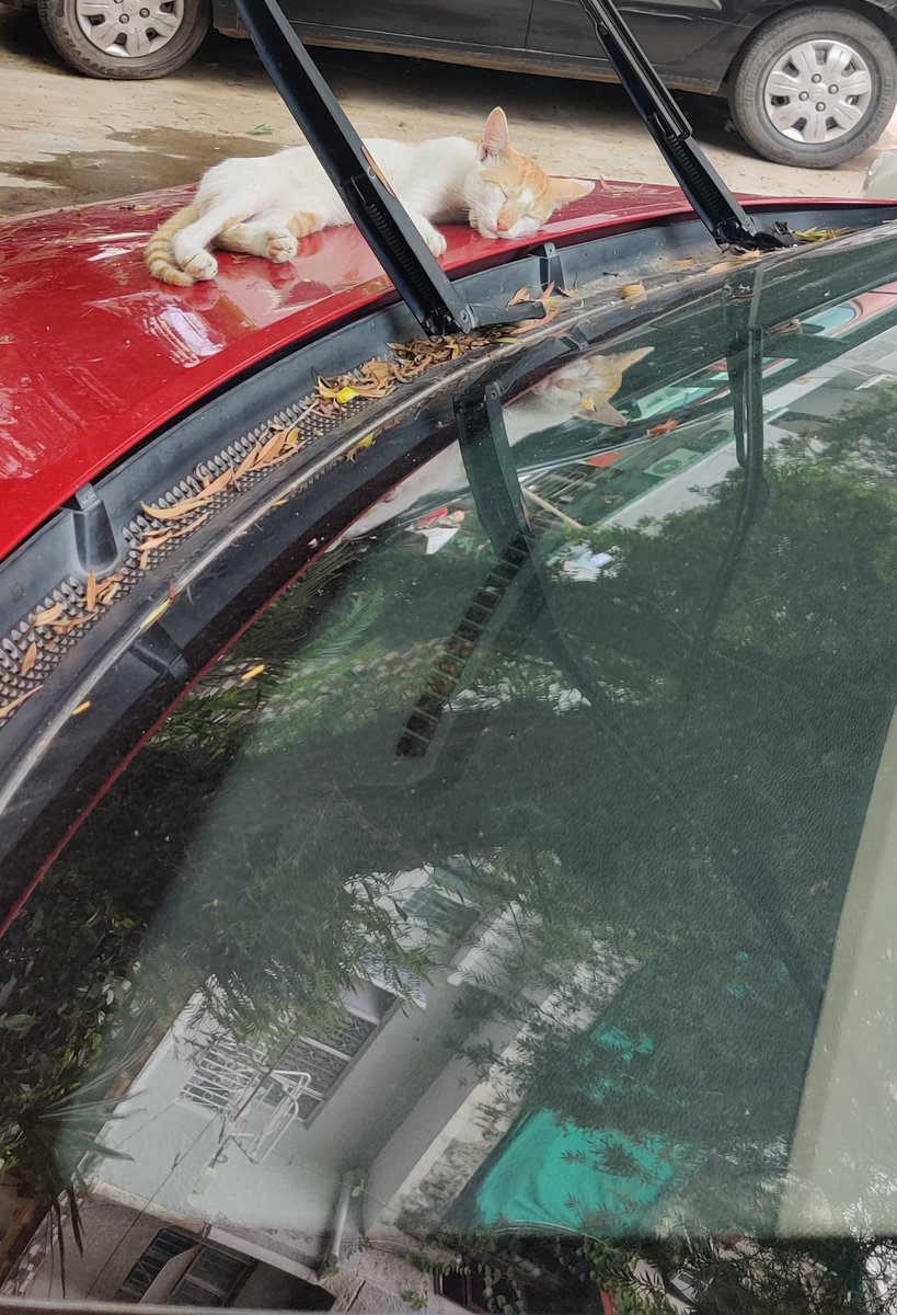 Perfect Siesta 😺💤