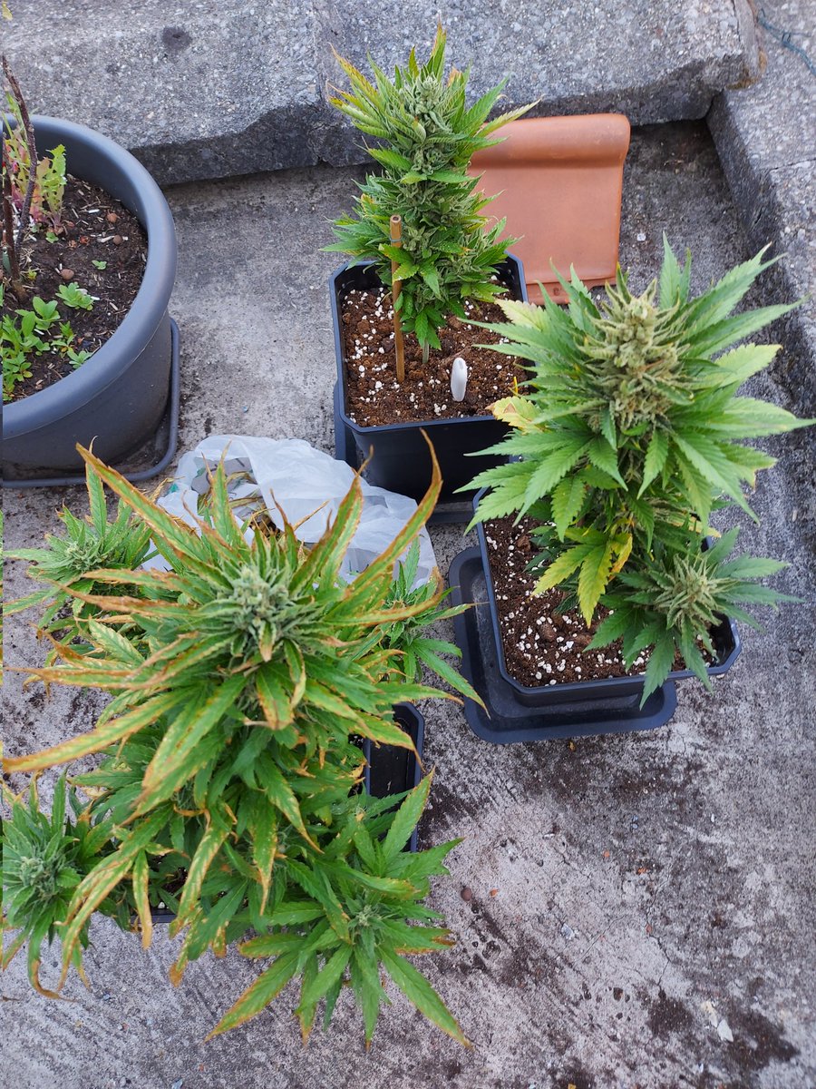 Ju_bps's tweet photo. Bruce Banner Auto ๐จโ๐พ๐จโ๐พ๐ฒ๐ฒ @sweetseeds_es - ๐ Day 84 since seeds - Harvest ๐ฒโ๏ธ in few days - Outdoor ๐๐ - #Sweetseeds #BBauto #BruceBanner #Hulk
https://t.co/qNTSnMnb35 https://t.co/ZfAItpu1QI