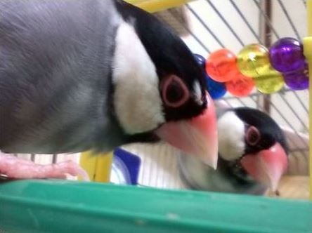 故・桜文鳥ナッツさんです🐤非常に思いやりのある、厳しさが全くなく、優しい性格でおまけに べた慣れでした🍀私の名前「なっつ」はもちろんこの「ナッツ」から頂きました。ひらがな、ローマ字の「なっつ（nattu）」は私で、カタカナの「ナッツ」は文鳥さんですｗ😄#文鳥 #桜文鳥