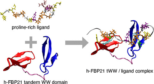 JCIM_JCTC's tweet photo. Target Recognition in Tandem WW Domains: Complex Structures for Parallel and Antiparallel Ligand Orientation in h-FBP21 Tandem WW #DrugDesign #drugdiscovery #compchem 
https://t.co/BuKlst8Ce2  
@WenzMarius @GjorgjevikjDani @BettinaGKeller
#JCIM #ASAP https://t.co/3tp2mhYh6D
