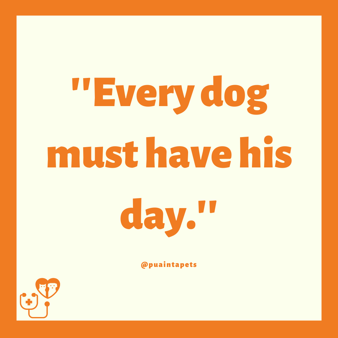 PuaintaPets's tweet photo. Did you hug your pet today? 💟

#petlovers #petowners #pets  #pets #dogs  #doglife #doglover #doglovers #dogslife #DogsOnTwitter  #dogsoftwitter  #quoteoftheday #quotesoftheday https://t.co/DXykNw5RiV