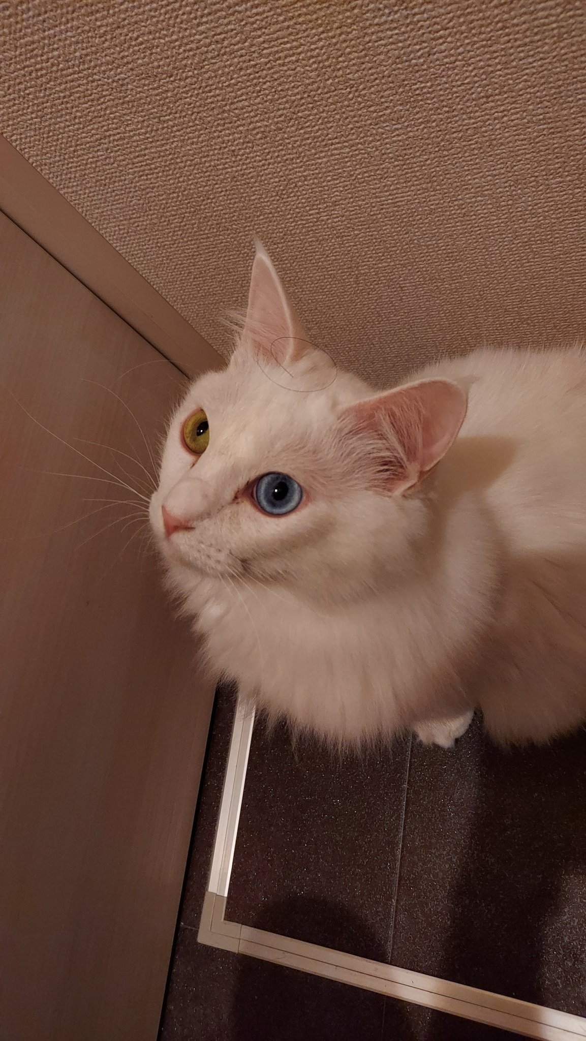 たいめごきまぐれ日記 アホ毛生えてた たいめご 猫 保護猫 猫のいる暮らし 癒し 猫動画 猫好きさんと繋がりたい イケメン猫 美人猫 Cat T Co Xlhf9uxucw Twitter