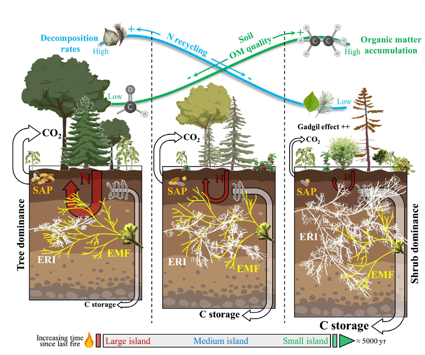 Gadgil effect of shrub removals: increasing abundance of ericaceous shrubs and ericoids contributes to OM accumulation, not only through necromass accumulation, but also through impairment of decomposition processes due to increasing nutrient limitation nph.onlinelibrary.wiley.com/doi/full/10.11…