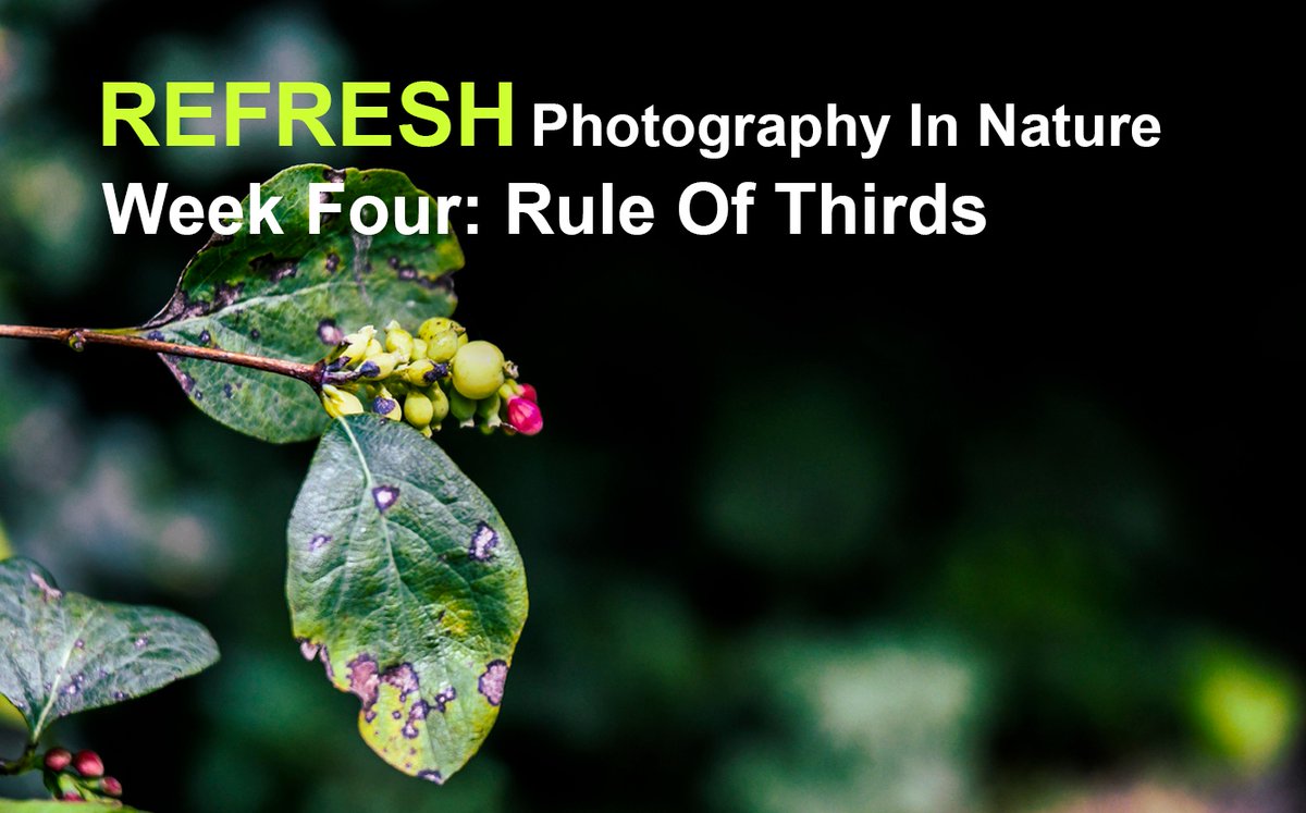 For the final week of sharing images from the production of the Refresh Video Tutorials we will be focusing on images that are captured using the Rule of Thirds. 
The basic concept of this is to place your subject slightly off centre in the left or right third of the image.