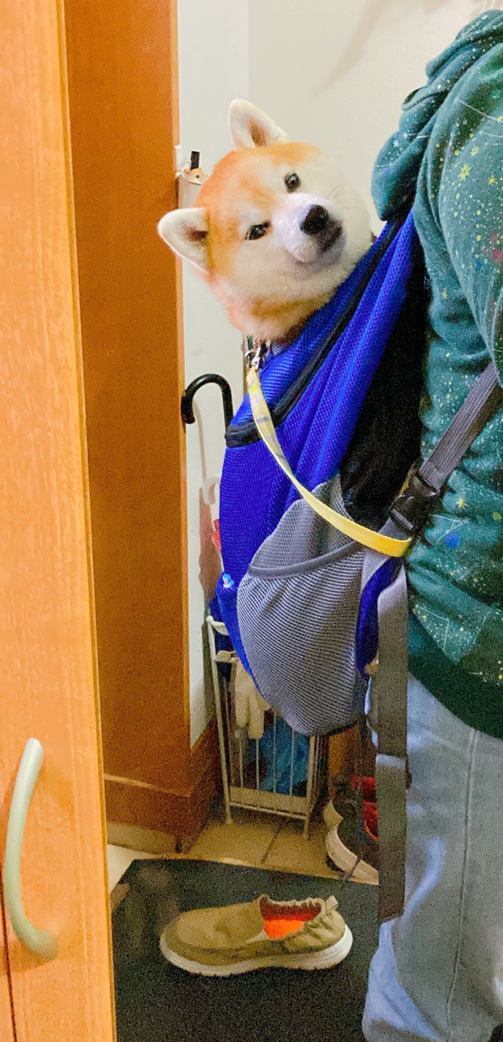 犬用リュック Twitter Search Twitter