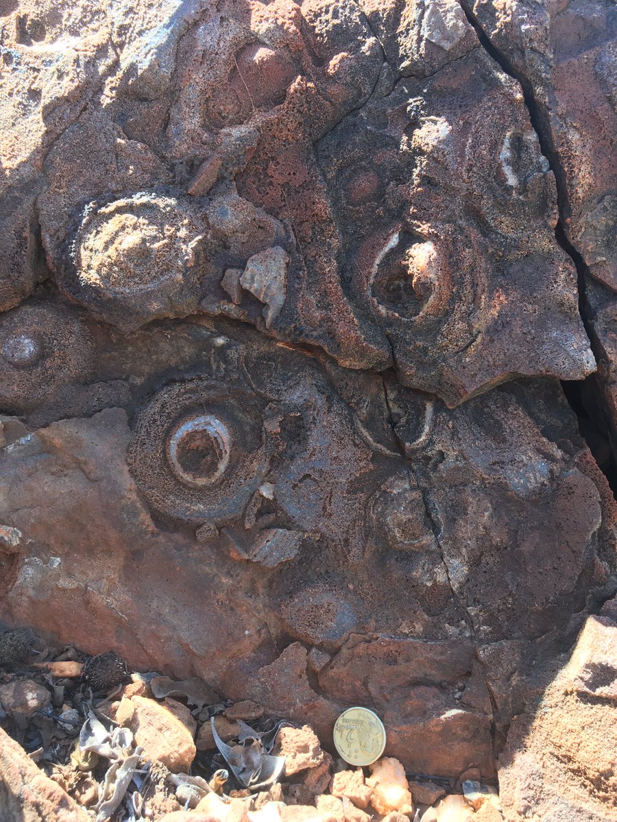 Hmm what’s this I see? 

Mind blowing stromatolites that’s what! 🤯

#Paleontology #geology #research #originoflife #earlylife #maybe #WesternAustralia